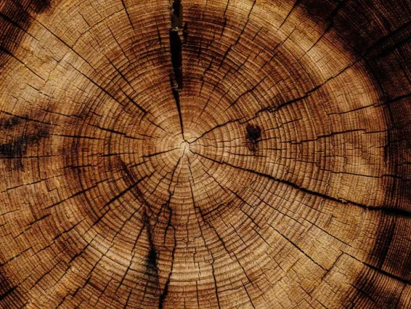 Madera esencia de Acca Kappa