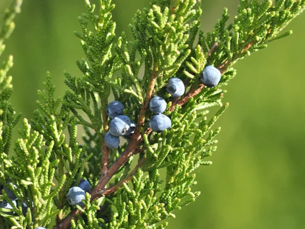 Rama de Enebro parte del Muschio Bianco de Acca Kappa