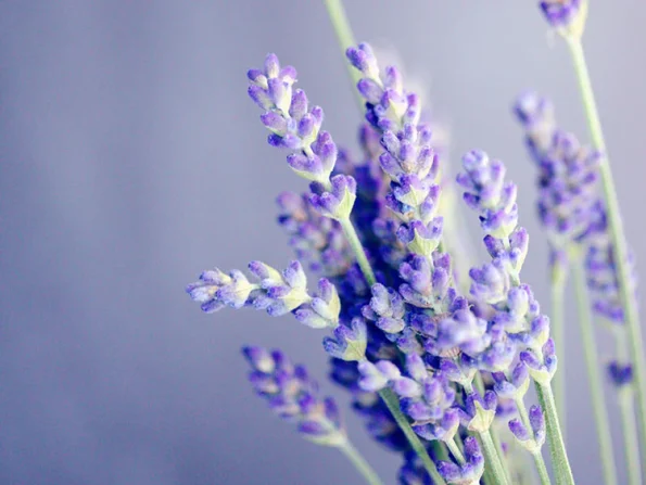 Lavanda fragancia del Muschio Bianco de Acca Kappa