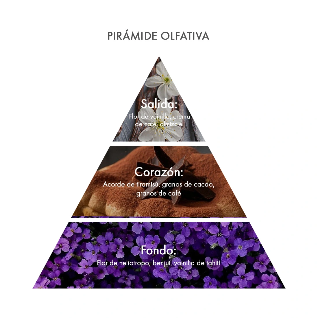 Piramide olfativa Eau de Parfum Dolce Treviso acca kappa ecuador Piramide olfativa Eau de Parfum Dolce Treviso acca kappa ecuador