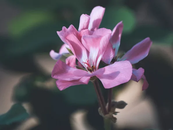 geranio esencia de acca kappa