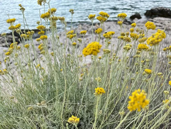 Esencia de siempreviva acca kappa