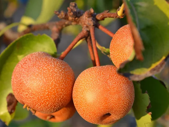 Esencia de Nashi Acca Kappa ecuador