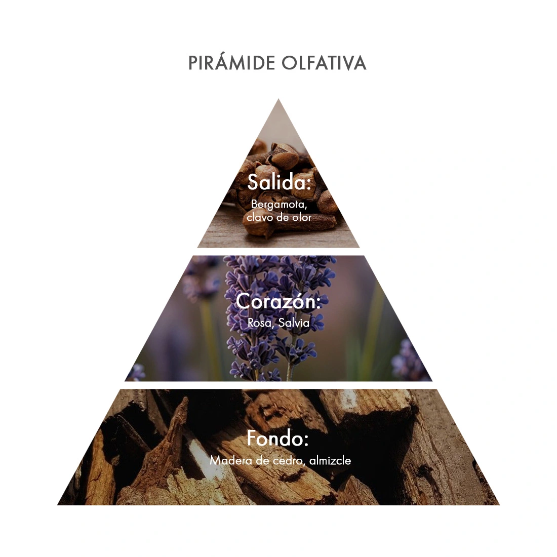 piramide olfativa Eau de Parfum Libocedro & Salvia acca kappa ecuador piramide olfativa Eau de Parfum Libocedro & Salvia acca kappa ecuador