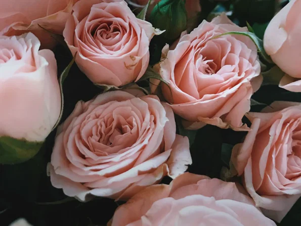 esencia de rosa para la coleccion mandarina y té verde de Acca Kappa