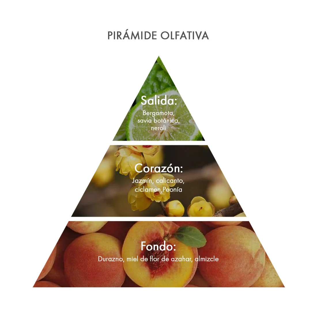 piramide olfativa Eau de Parfum Calycanthus Acca Kappa Ecuador piramide olfativa Eau de Parfum Calycanthus Acca Kappa Ecuador